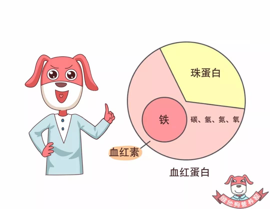 铁：预防贫血(补铁预防贫血)