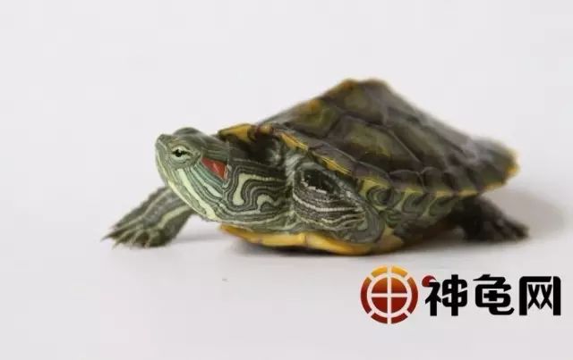 什么时候可以放生乌龟 100af5b5d5ed41d2a09df04987fe7aa5.jpeg
