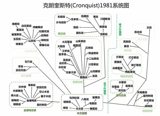 枯燥量大知识点杂乱一文帮你高效学习植物及其生理学