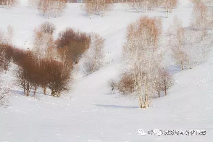 呼倫貝爾的冬，你竟然這麼美！ 寵物 第3張