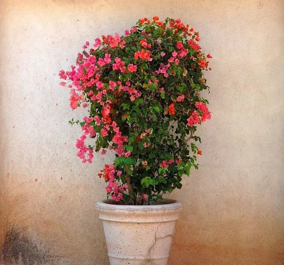 可以爬满墙的花 234dfca521f84e44b96d6feeafb55cdf.jpeg