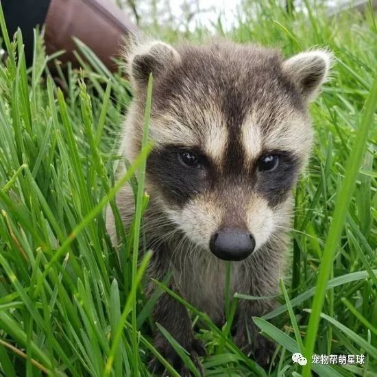 「乾脆面」的媽媽竟然是一隻狗！？不僅母愛爆棚還主動餵奶…… 寵物 第5張