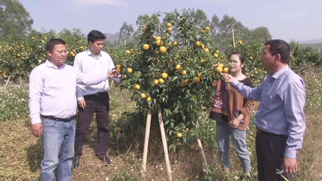 沃柑老总_沃柑图片(3)