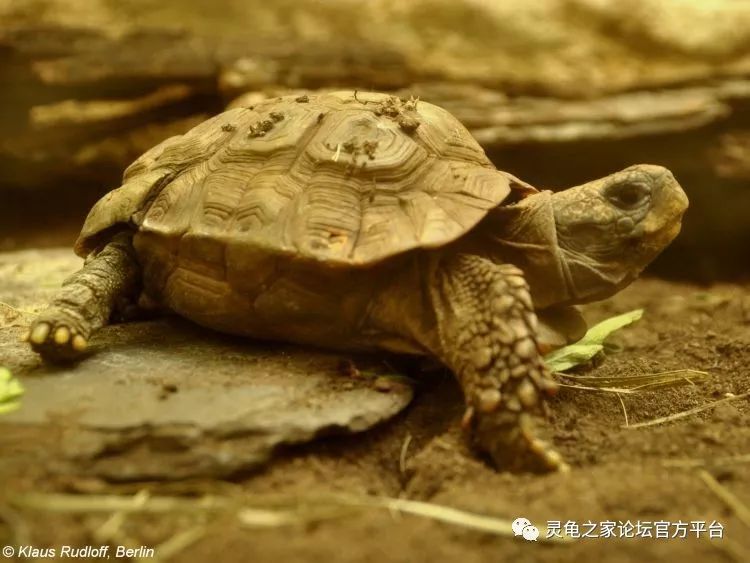 饲养钟纹折背陆龟