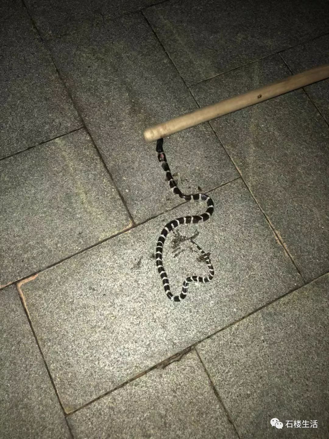 河心异梦,蛇自撞石而亡,是警示还是启示? 河心异梦,蛇自撞石而亡,是警示还是启示?