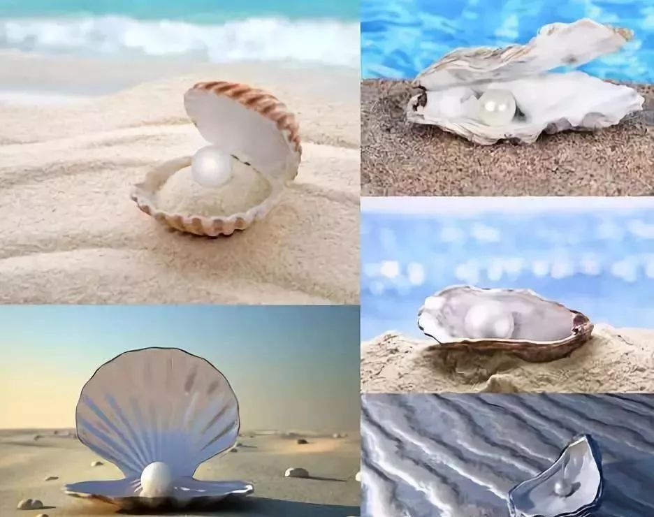【海洋科普小贝壳大世界】探索海洋奥秘 走进五彩缤纷的贝壳世界