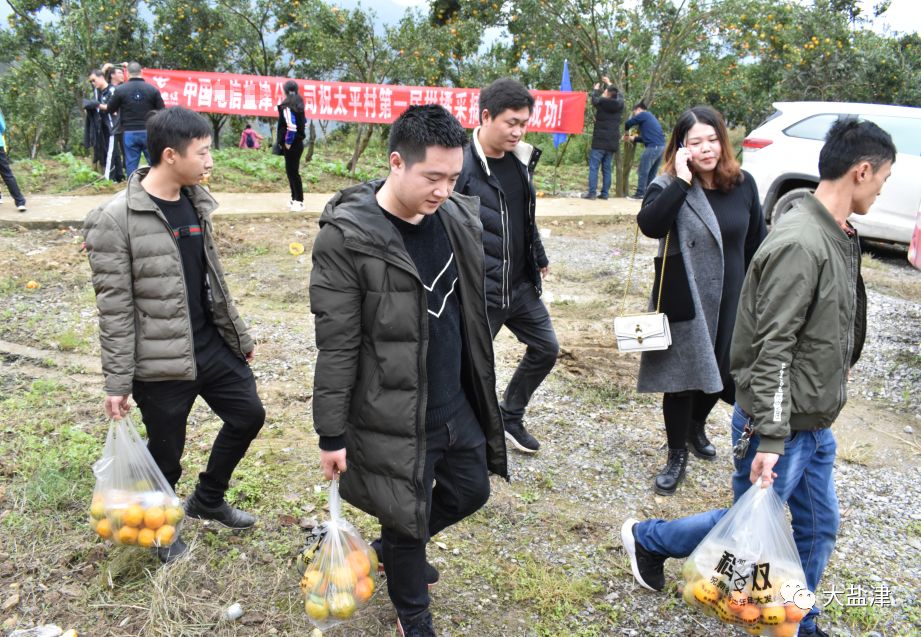 盐津柿子镇柑橘采摘节第一天现场热闹非凡