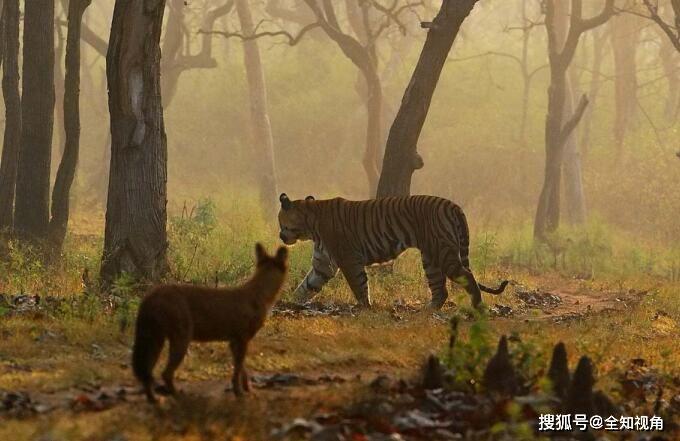 祁连山再现豺老大吹哨狩猎体型不如狼但敢与老虎火并