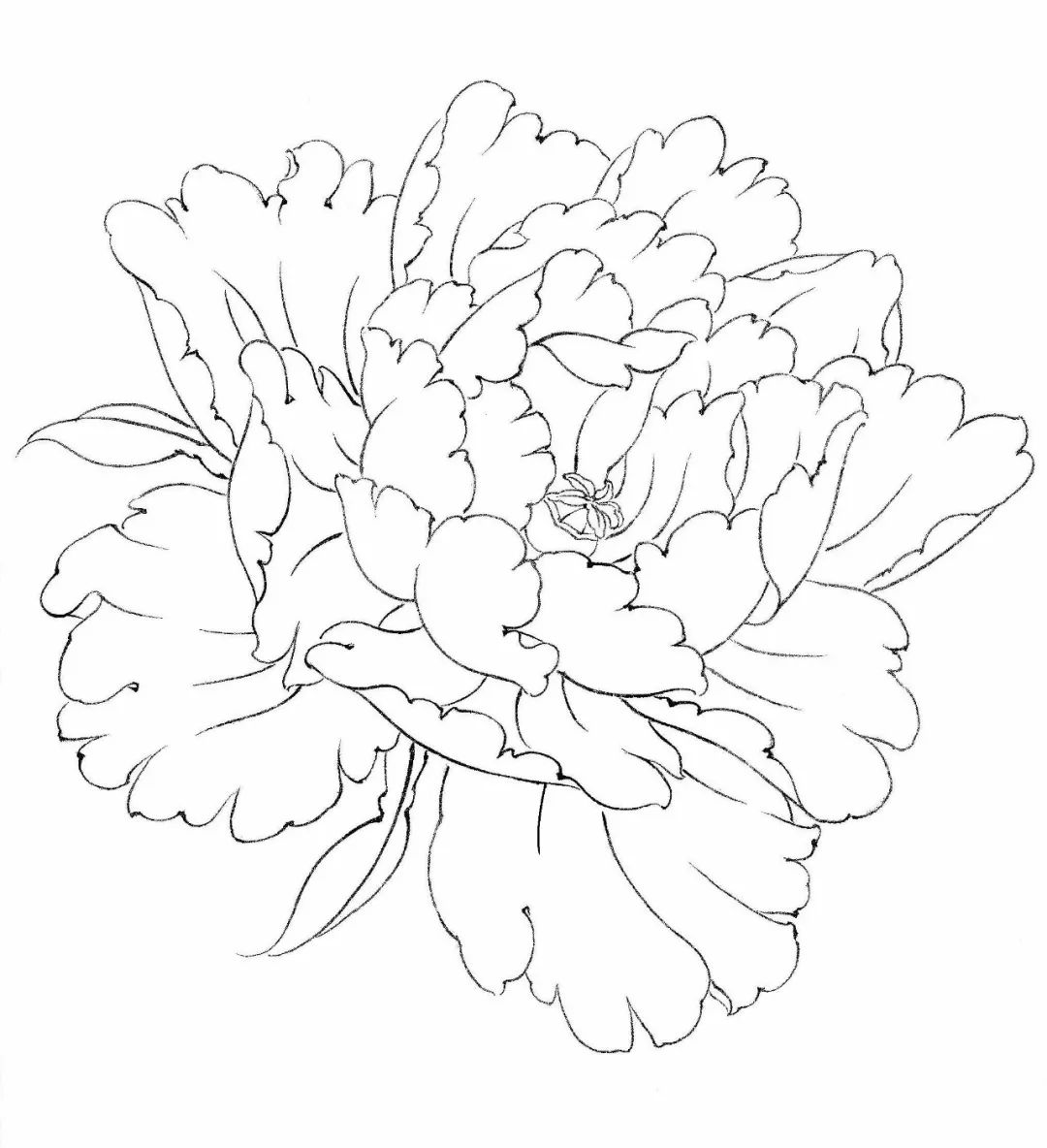 擅长工笔花鸟画,尤其喜爱工笔牡丹的绘制.