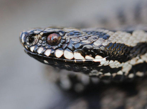 蛇是怎么生出来的过程 84a62ce1965348f49b588a5191a5518d.jpeg