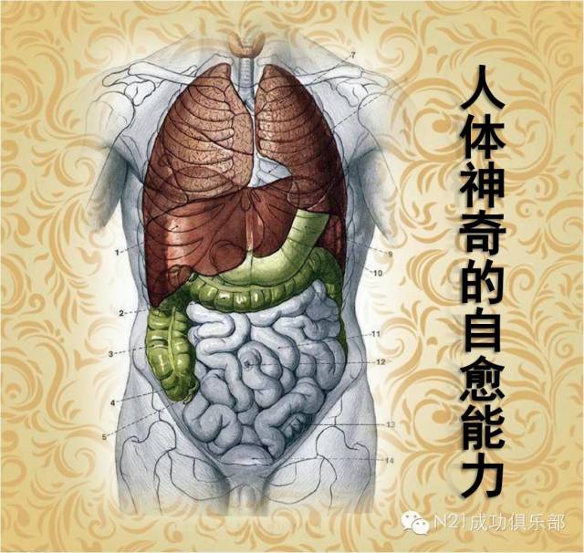 神奇的身体,与生俱来的自愈力