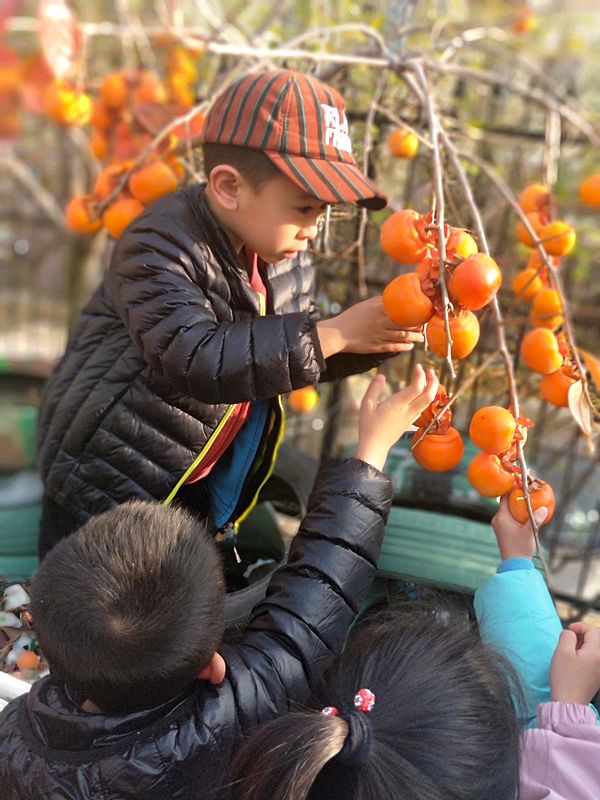 「丹丽教育」柿情画意——幼儿园柿子采摘记