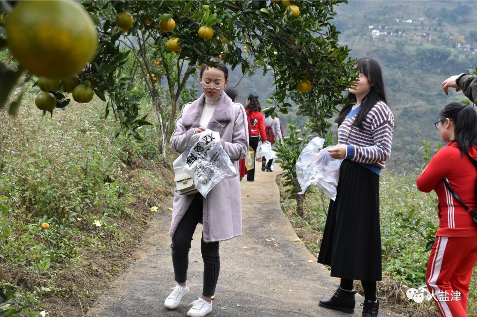 盐津柿子镇柑橘采摘节第一天现场热闹非凡