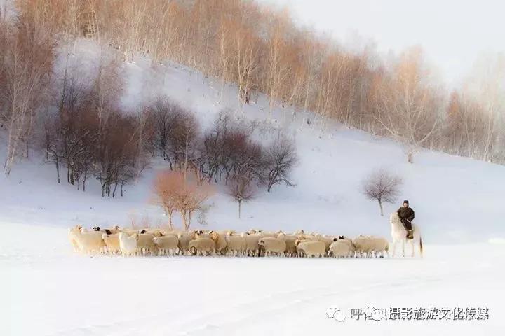 呼倫貝爾的冬，你竟然這麼美！ 寵物 第1張