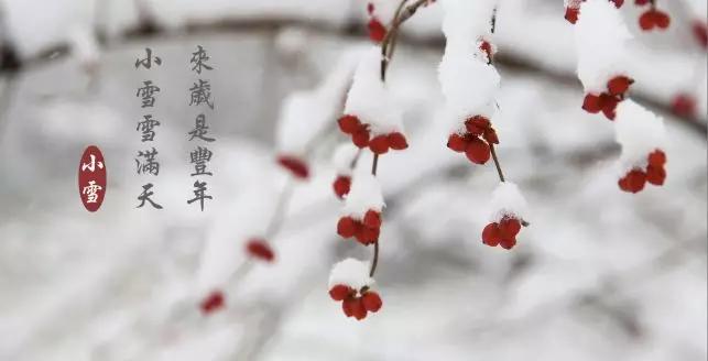 小雪节气，围炉赏雪烹老茶，海棠口在手，神仙自在皆可有