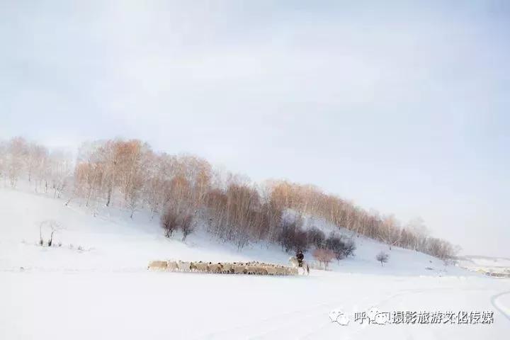 呼倫貝爾的冬，你竟然這麼美！ 寵物 第6張