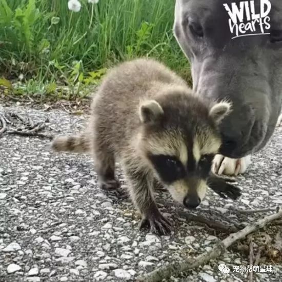 「乾脆面」的媽媽竟然是一隻狗！？不僅母愛爆棚還主動餵奶…… 寵物 第7張