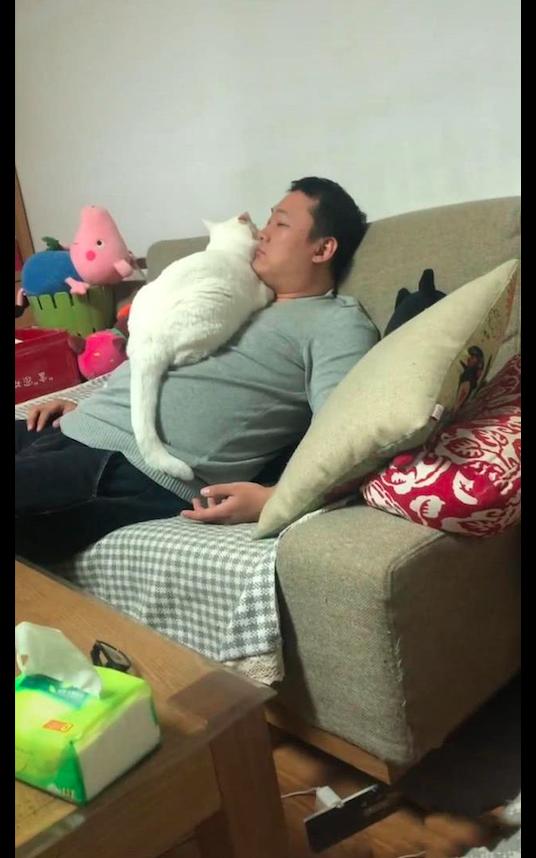 老公不同意養貓，後來卻成了貓咪的俘虜，貓：沒有我搞不定的男人 寵物 第2張