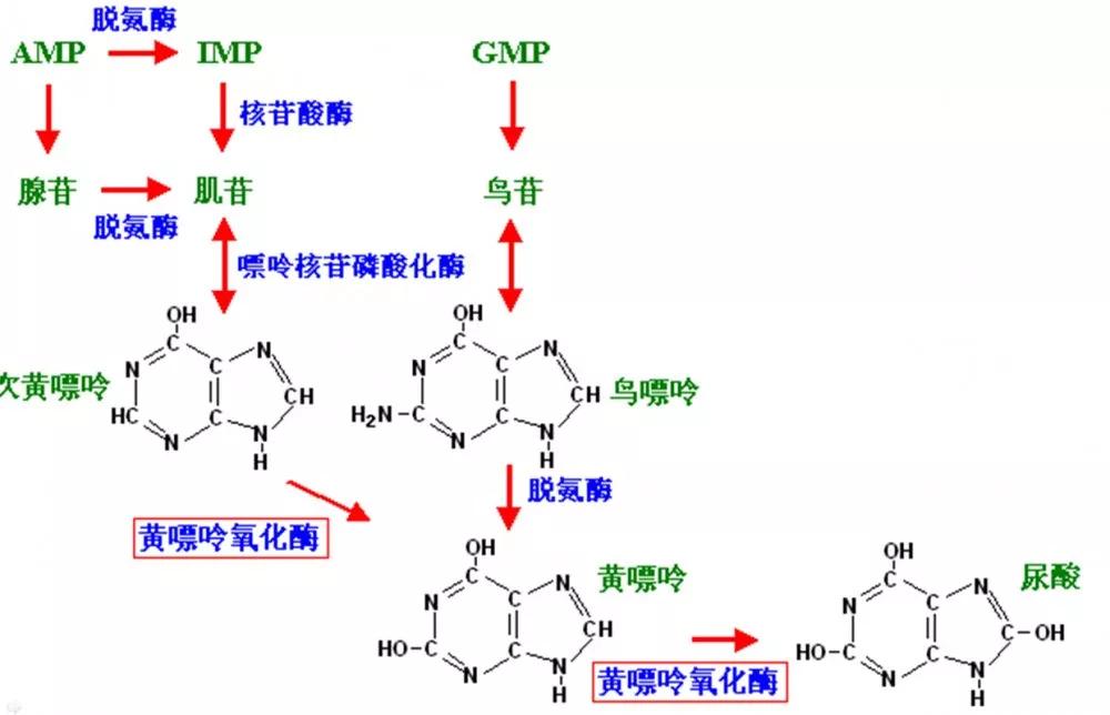 看完秒懂!_尿酸