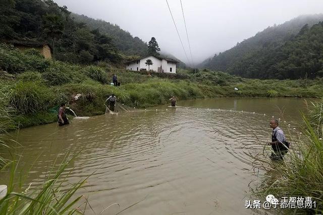 池塘网鱼