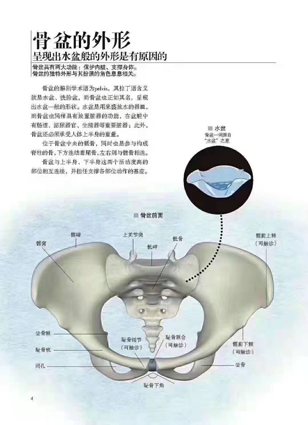 骨盆修复的原理_仪器骨盆修复和徒手的哪个更适合 看完这篇文章你就知道了(2)