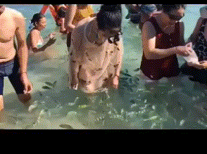 搞笑GIF趣图:姑娘，用裙子也能捕鱼，我还是第一次见到！_段子