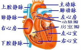 戏说心脏,通俗易懂,形象有趣的比喻!