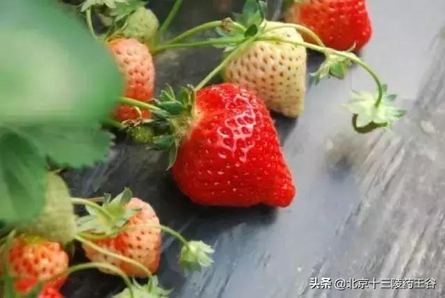 西瓜是低糖水果为什么升糖快 3e5a4e4246494436a37192d558e26fb9.jpeg