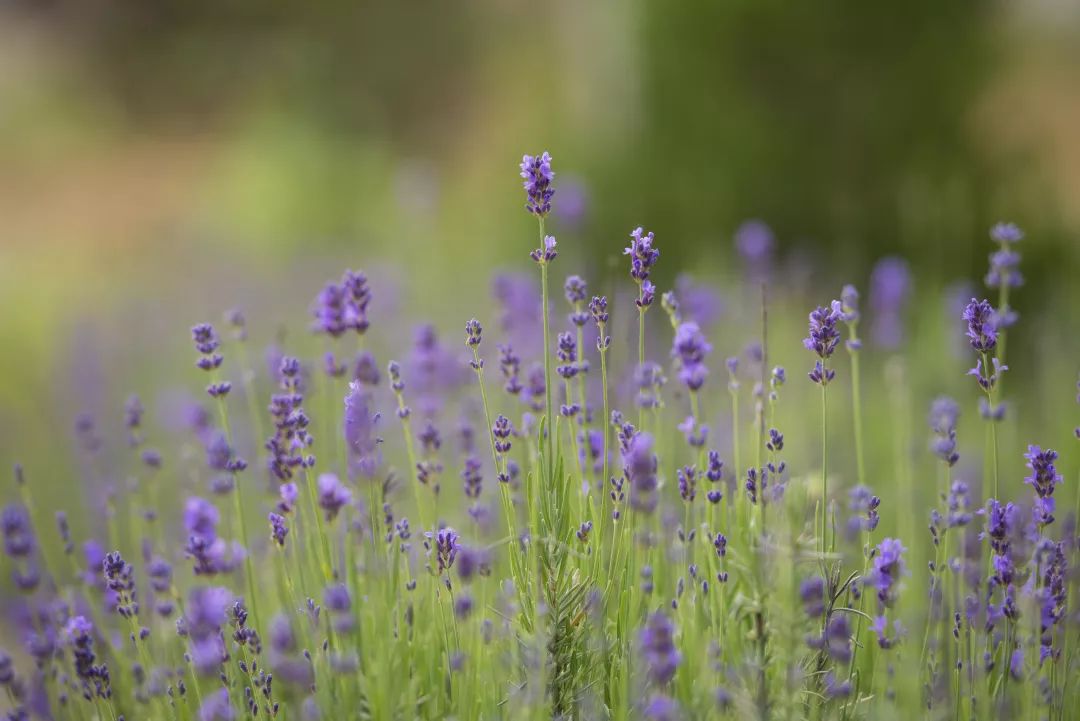青木林里的青木秧曲谱二胡_青木林里青木秧曲谱