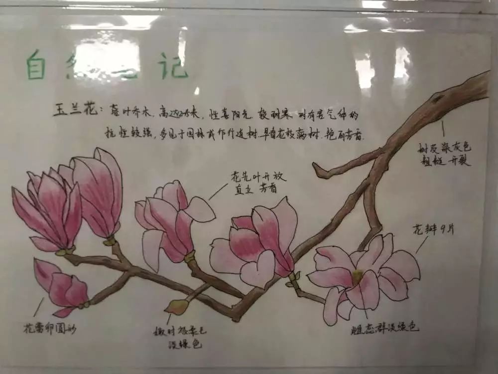 南一小学科技筑梦创新成长科技节系列活动之大自然的秘密自然笔记报道