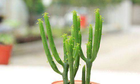 10个有趣又奇葩的冷知识,最后一个非常形象了