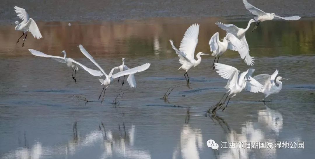 首届“鄱阳湖国际观鸟周”,江西省鸟白鹤邀您来鄱阳湖国家湿地公园观鸟_候鸟