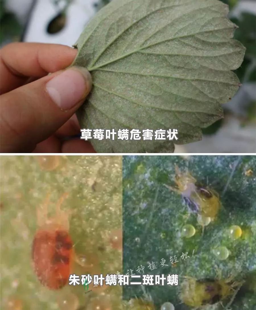 由于很多传统药剂对草莓花期蜜蜂不安全,造成草莓上防蓟马,斜纹夜蛾