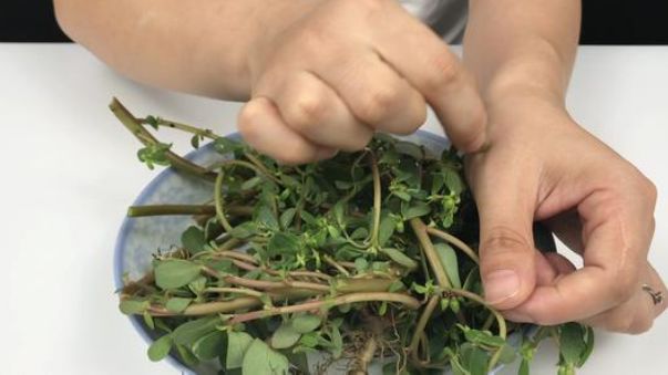 农村常见的"马儿菜,涂在脸上太厉害,轻松解决你的麻烦