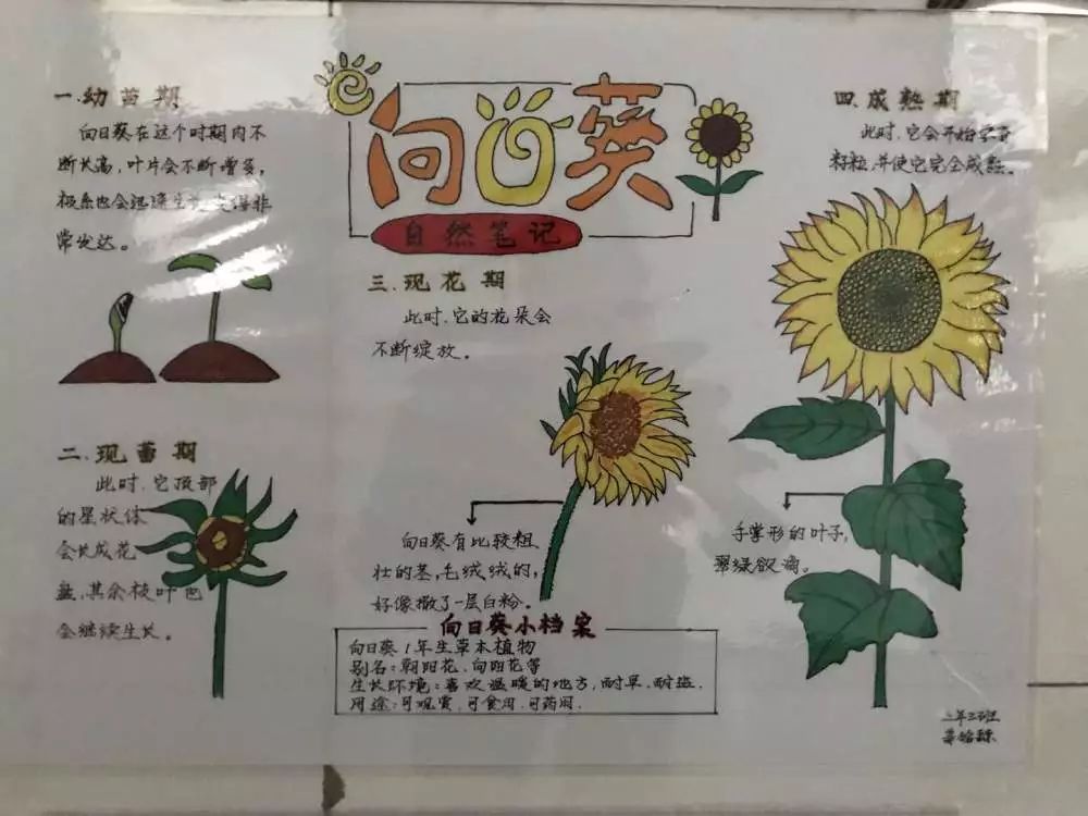 南一小学科技筑梦创新成长科技节系列活动之大自然的秘密自然笔记报道