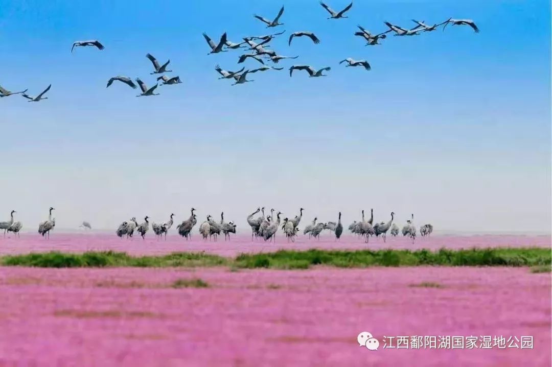 首届“鄱阳湖国际观鸟周”,江西省鸟白鹤邀您来鄱阳湖国家湿地公园观鸟_候鸟