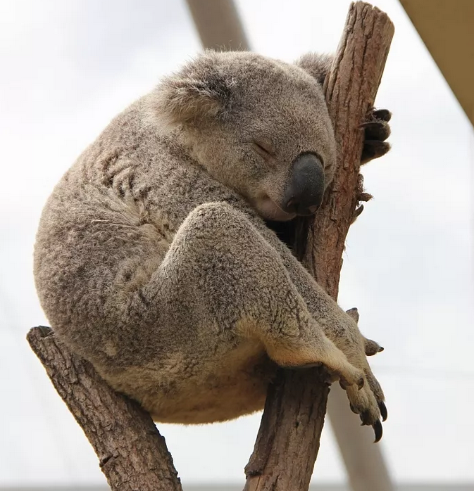 考拉是几级 9049cf87311449168f43d33212eb6337.png