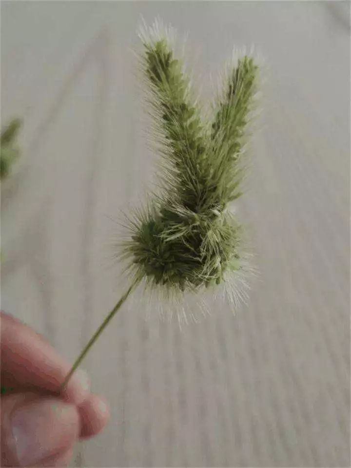 【科普】狗尾巴草除了做戒指,还有什么用呢?