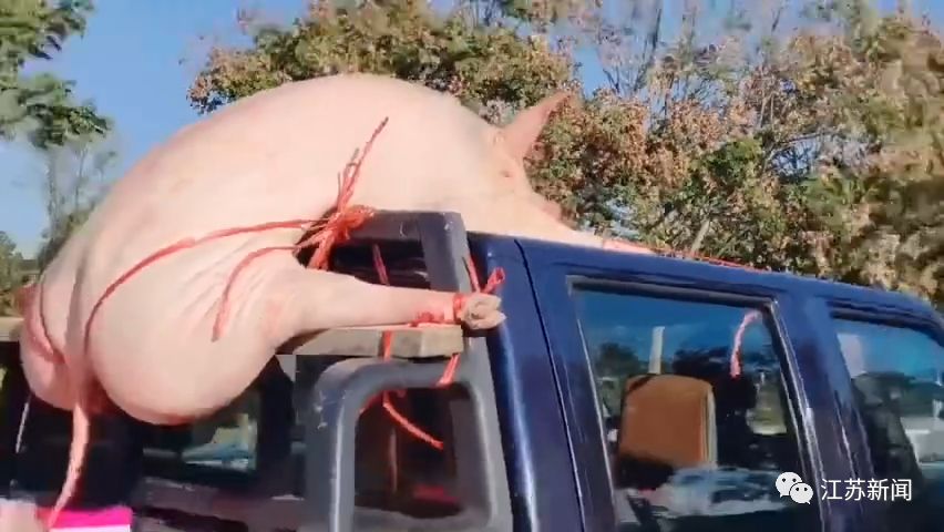 大肥猪劈叉趴上车顶，网友：看久了还挺妖娆！警方却说…