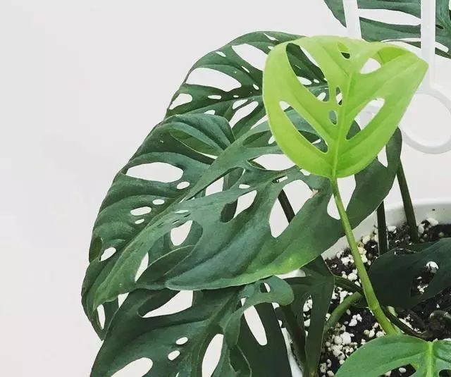 龟背竹怎么浇水才能长得旺盛 a494efc182b647e2b32c249a72e4db7e.jpeg