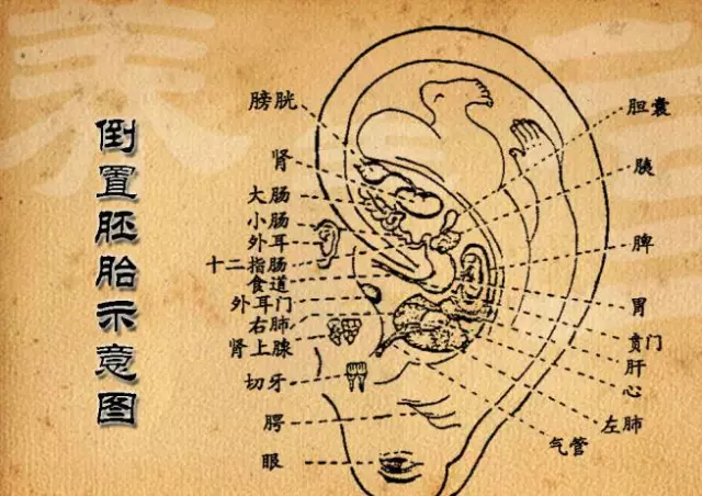 【耳穴诊断】耳朵泄露的秘密(一:耳垂