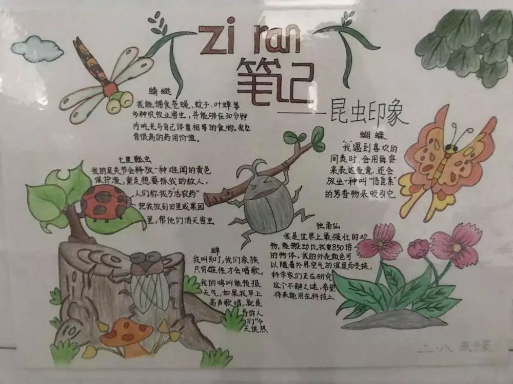 南一小学科技筑梦创新成长科技节系列活动之大自然的秘密自然笔记报道