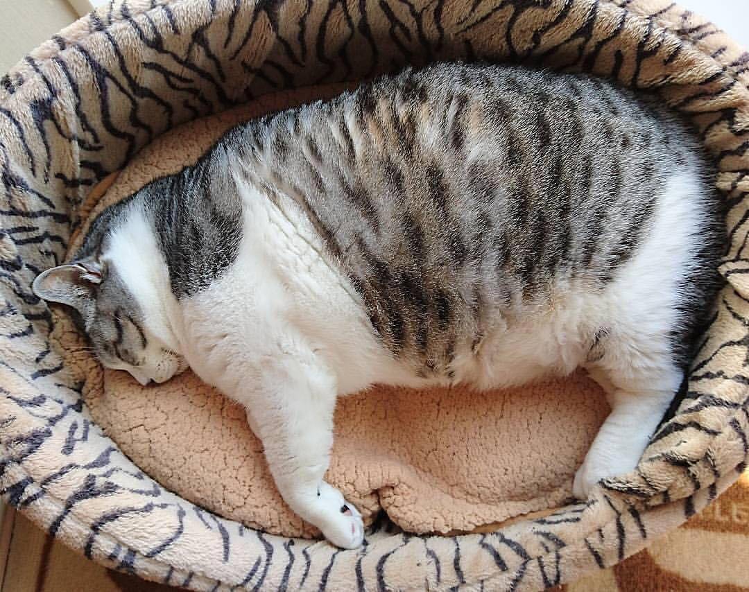 猫排名智商排名_狗狗智商排名