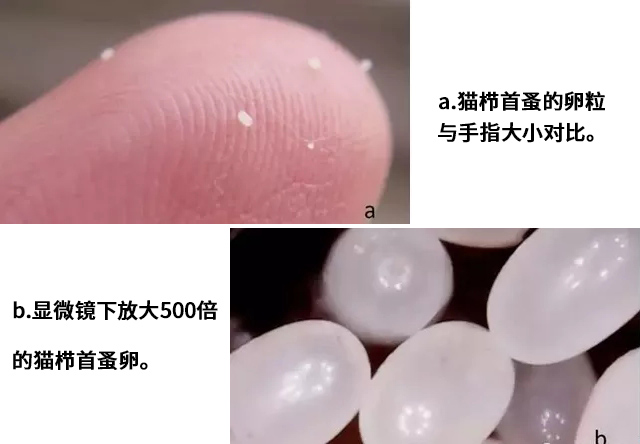跳蚤对人类的健康有哪些危害以及家庭如何灭跳蚤