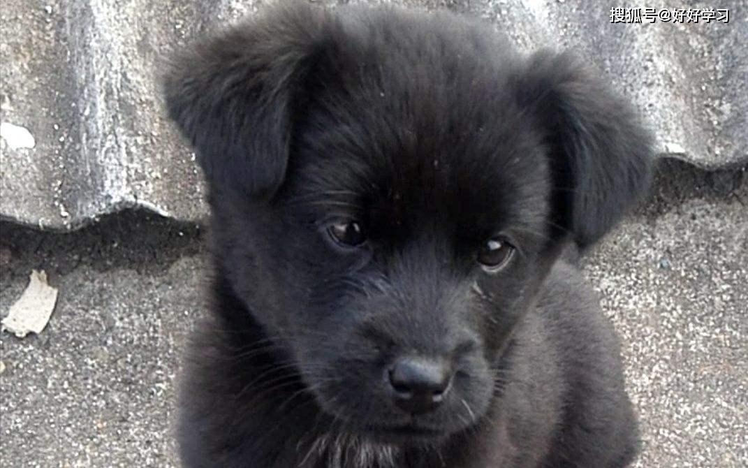 周公解梦，梦见怀里抱小黑狗，大黑狗随行，寓意何在？