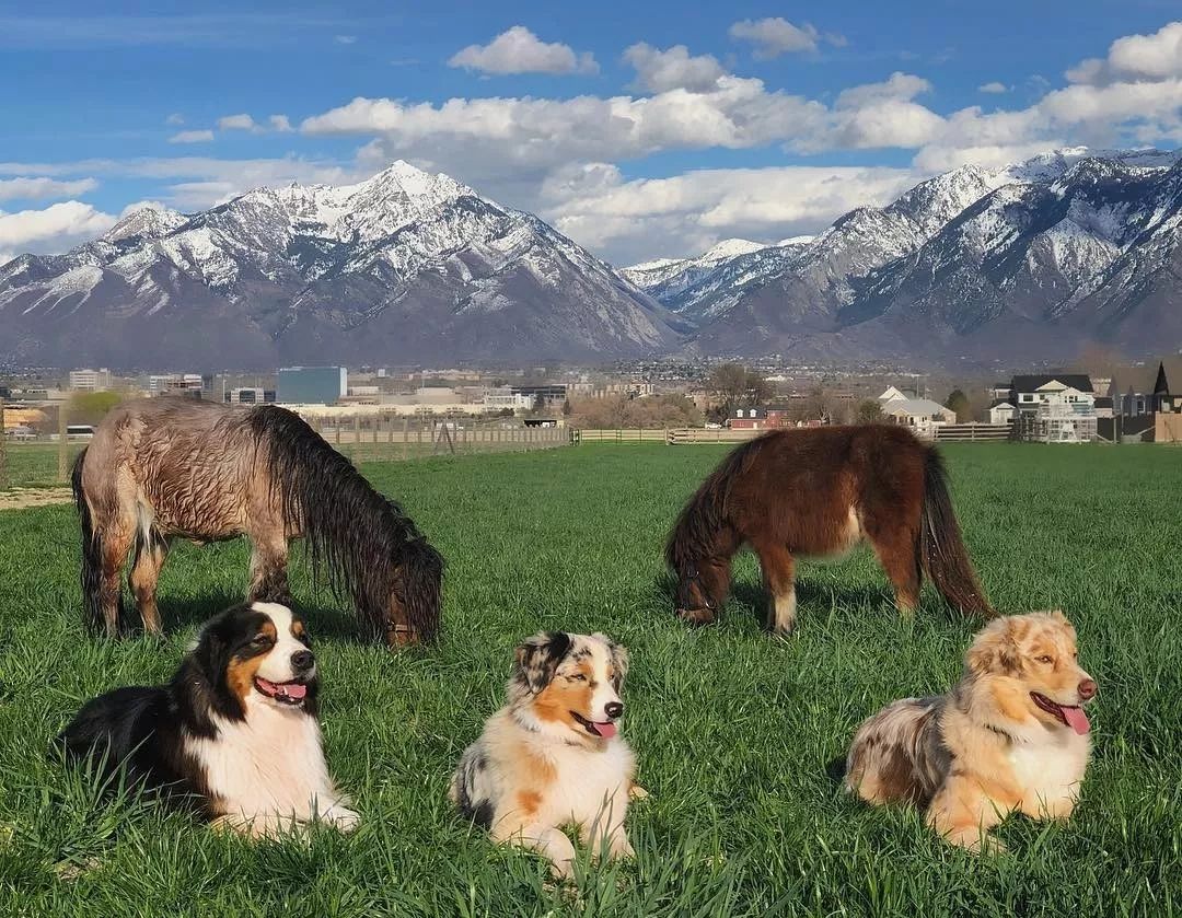 澳洲设立第一家牧羊犬幼儿园:放羊,要从娃娃抓起!