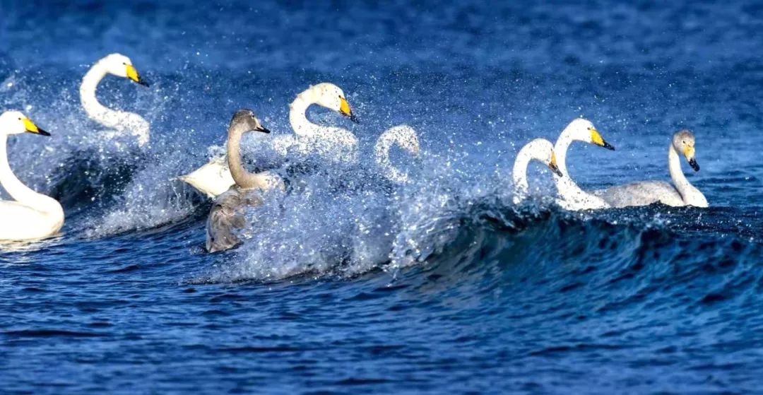 鹅鹅是什么星座 ddd7796fe4d4446c82bbe298a8c29be4.jpeg