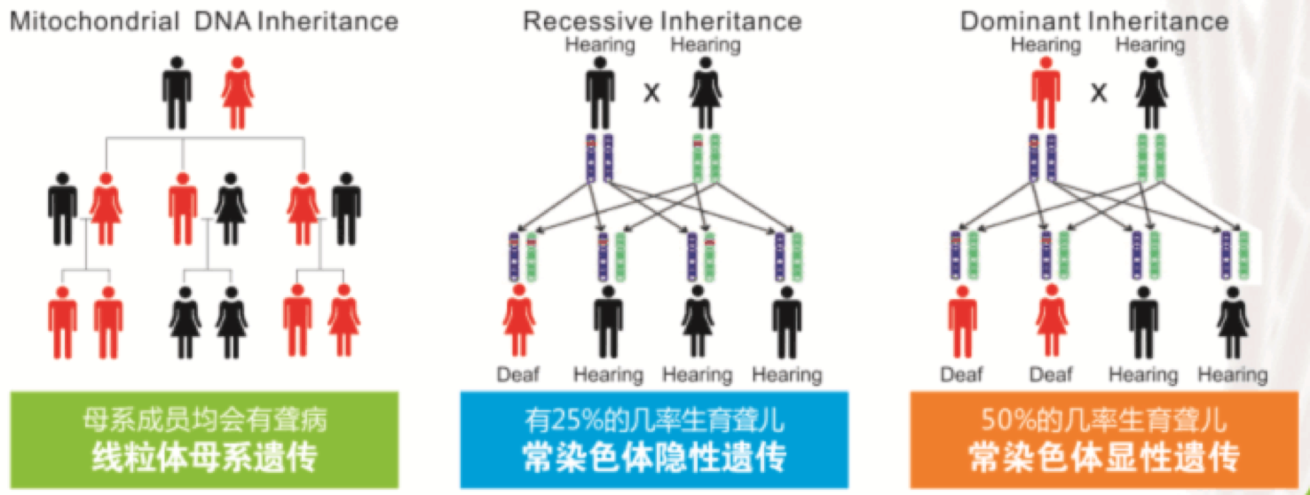 遗传性耳聋相关基因突变位点检测—派森诺