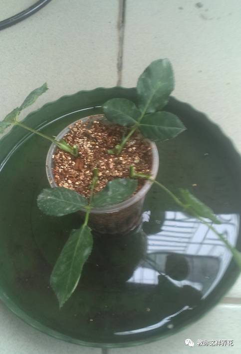 几月份扦插长寿花最容易成活 e9cb7d0696d647738ab1c2394c2320f0.jpeg