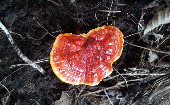 灵芝排名_野生灵芝图片